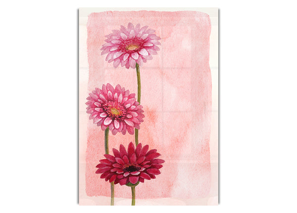 Gerbera Trio