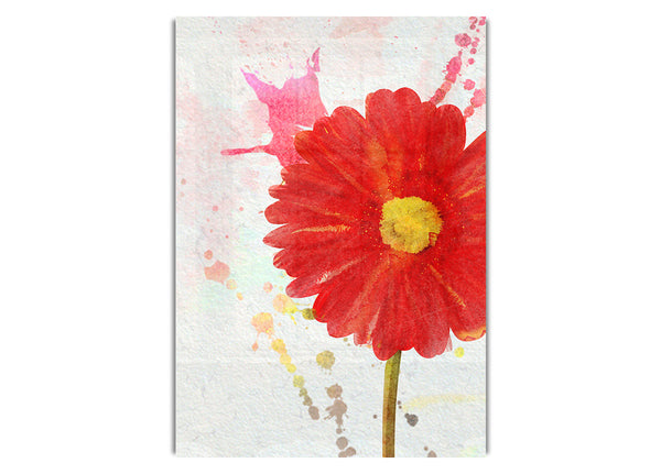 Gerbera Splash