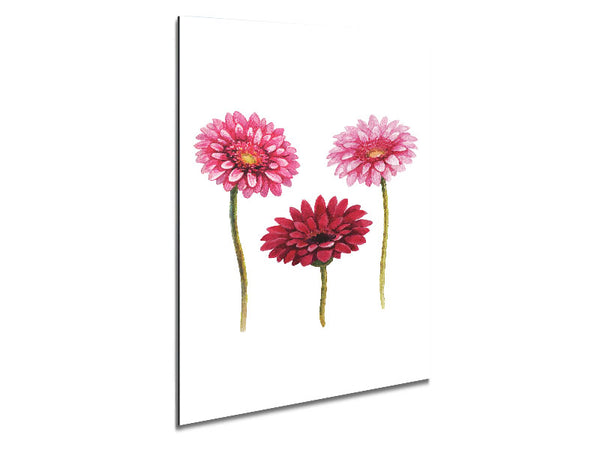 Pink Aster