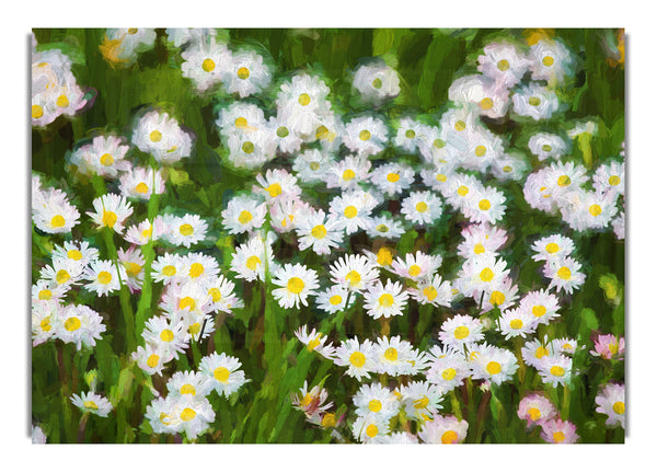 White Daisy Heaven