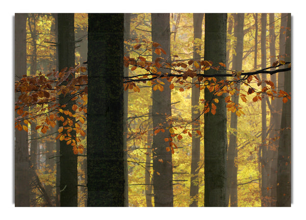 Golden Light Through The Trees