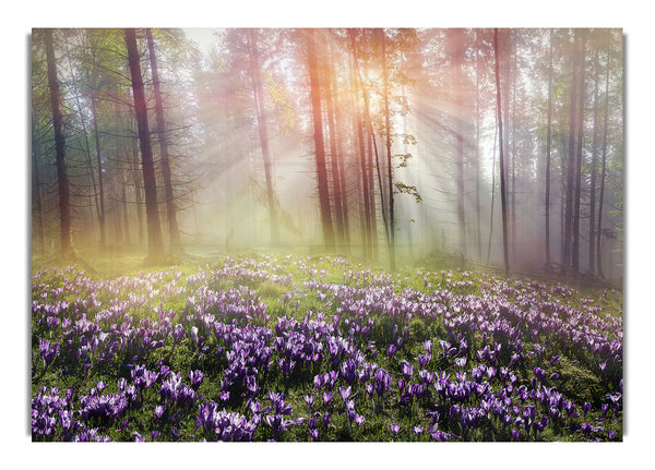 Sun Through The Bluebell Woodland