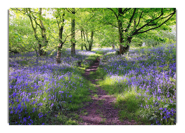 Path Through The Bluebells