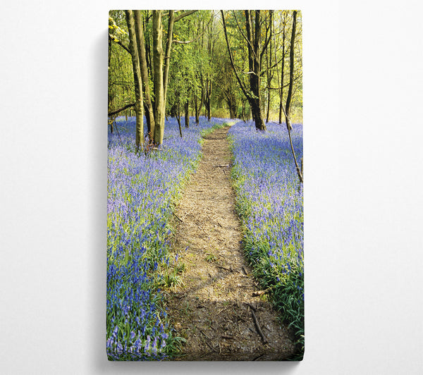 Bluebell Path