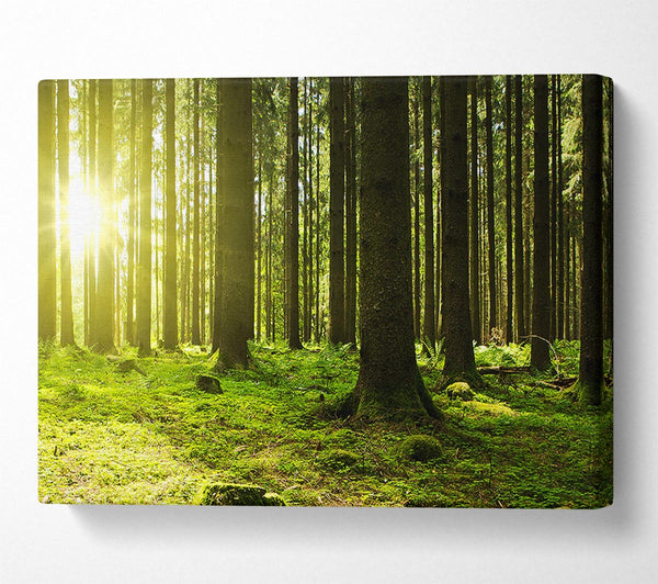 Picture of Green Sun Beam Canvas Print Wall Art