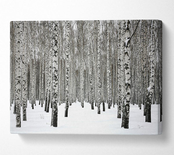 Picture of Silver Birch Trees In The Snow Canvas Print Wall Art