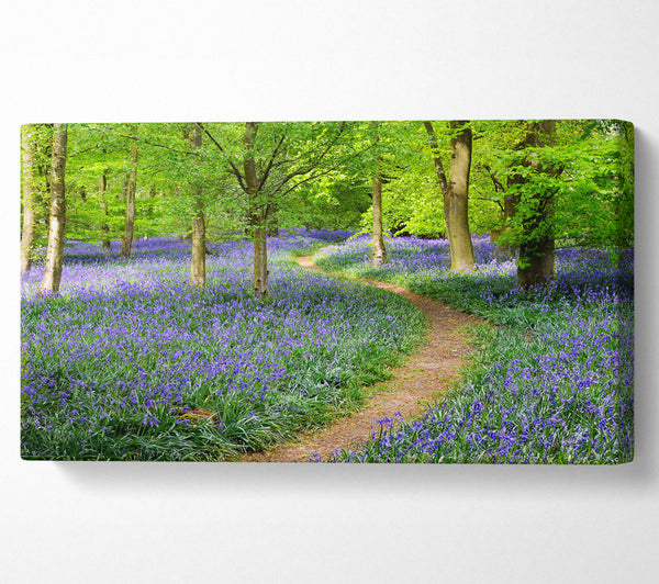 Walk Through The Bluebell Path