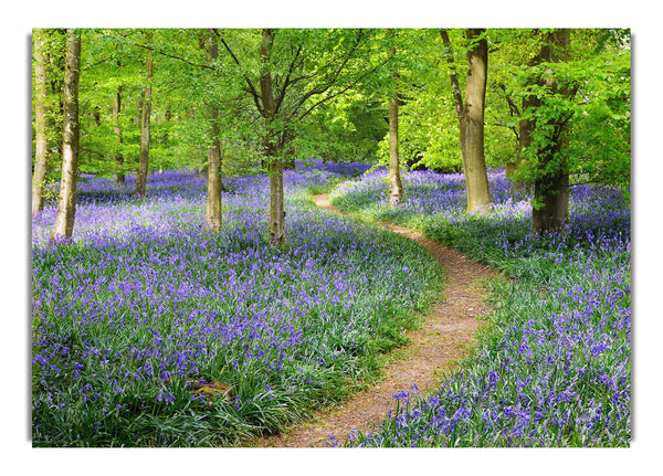 Walk Through The Bluebell Path