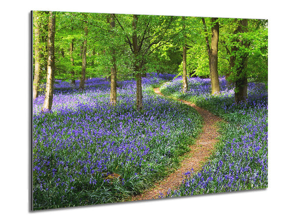 Spazieren Sie durch den Bluebell Path