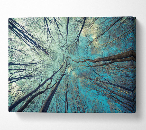 Picture of Sky Of Trees Canvas Print Wall Art