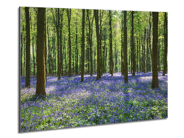 Mystical Bluebell Woodland