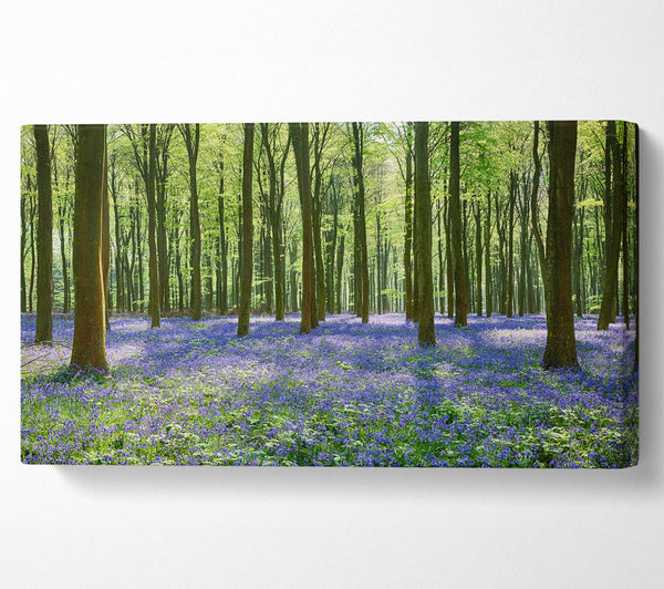 Mystical Bluebell Woodland