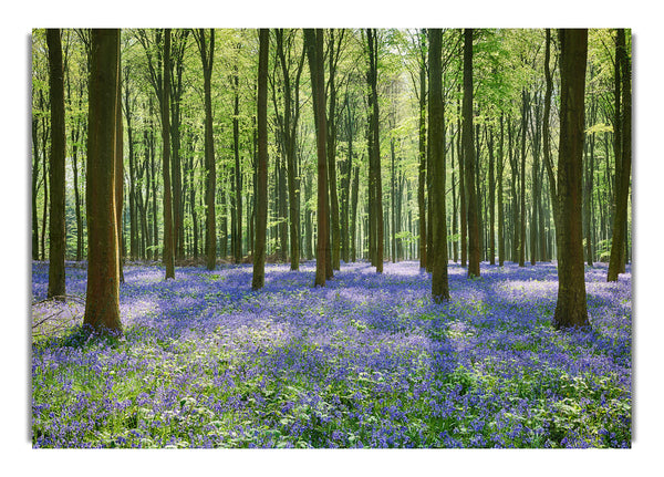 Mystical Bluebell Woodland