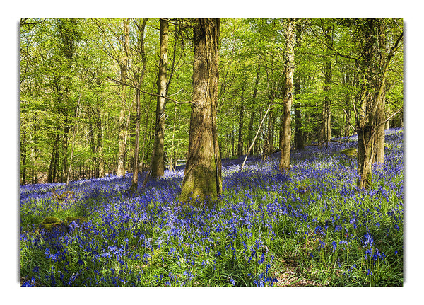 Bluebell Woodland