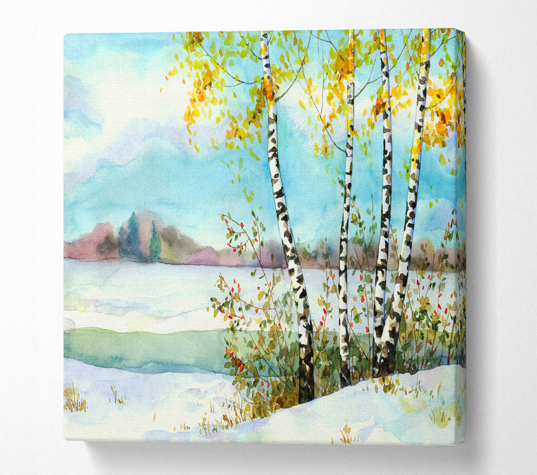 A Square Canvas Print Showing Silver Birch Winter Square Wall Art