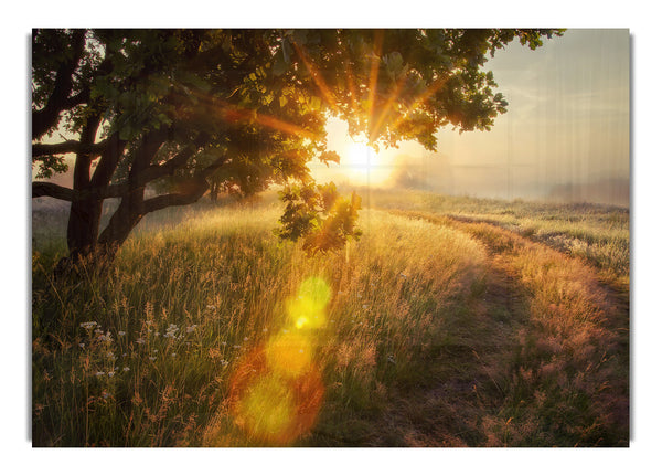 Sun Burst Tree