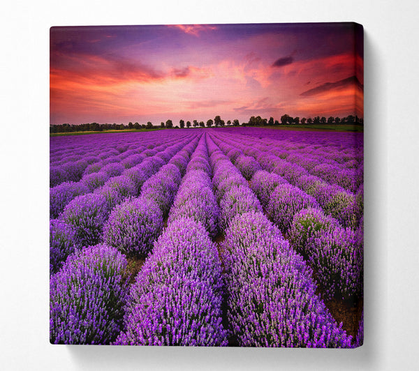 A Square Canvas Print Showing Lavender Fields Square Wall Art