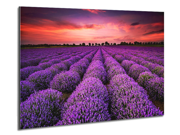 Lavender Fields