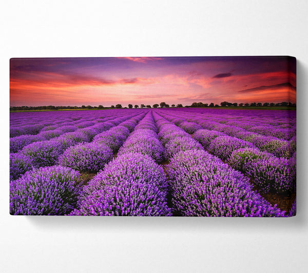 Lavender Fields