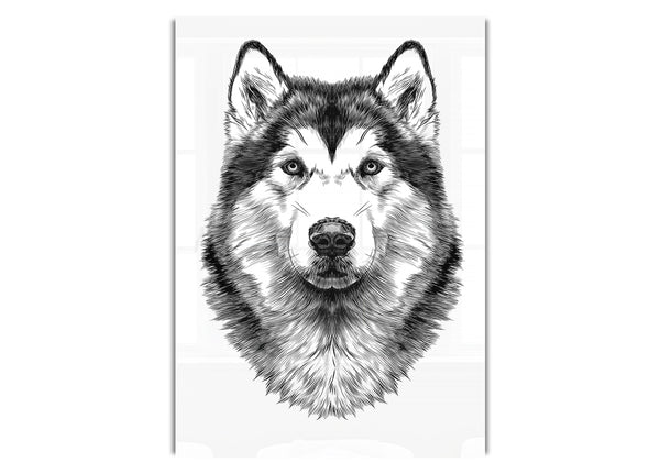 Husky Wolf