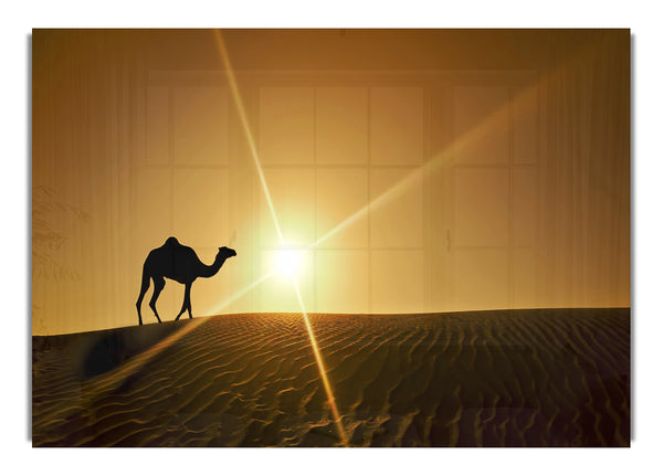 Desert Camel