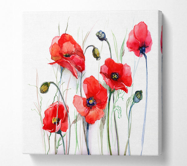 A Square Canvas Print Showing Poppy Magic Skies Square Wall Art