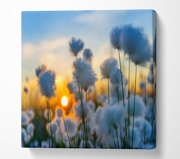 A Square Canvas Print Showing Cottonbuds In The Sunset Square Wall Art