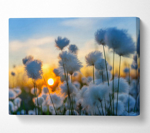 Picture of Cottonbuds In The Sunset Canvas Print Wall Art