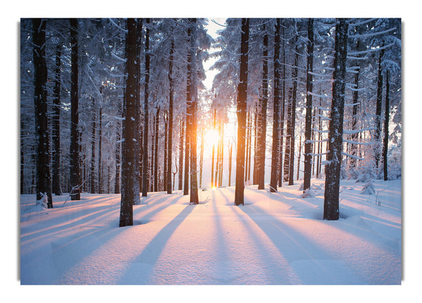 Sun Burst Snow Trees