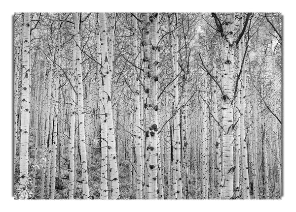 Just Silver Birch