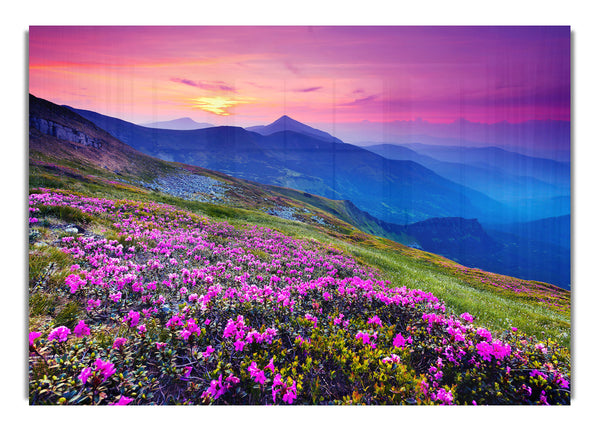 Pink Flower Mountain Top