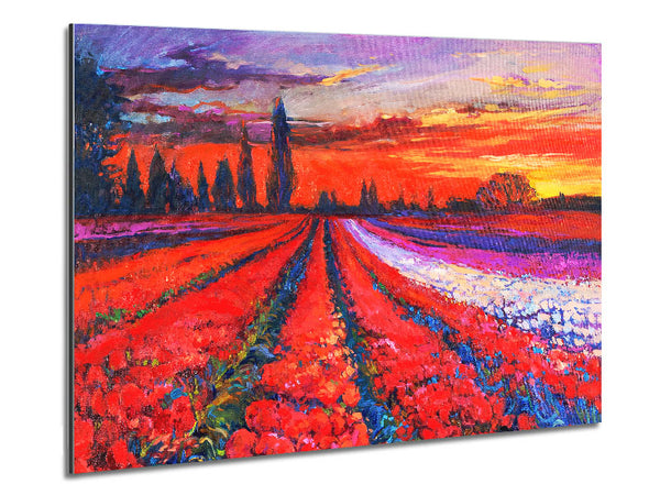 Red Tulip Field Sunset