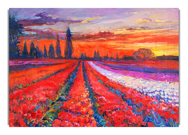 Red Tulip Field Sunset