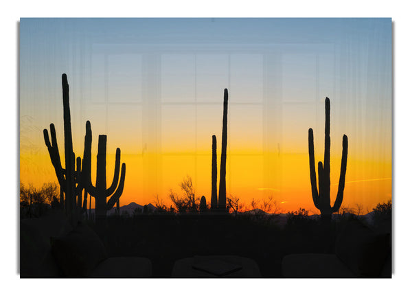 Cactus Sunset