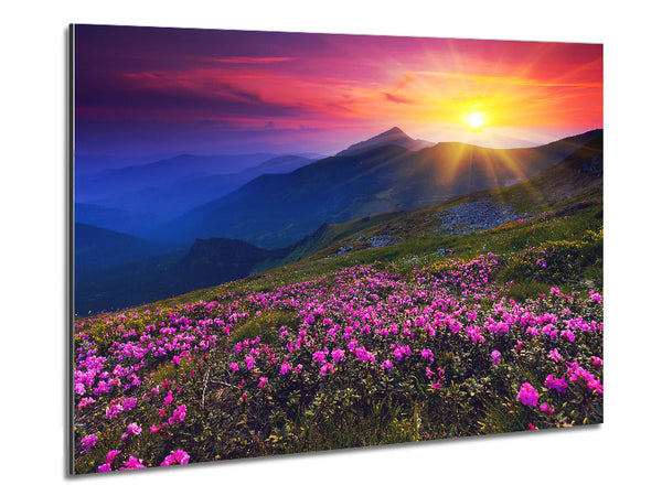 Sunrays Over The Pink Flower Mountain