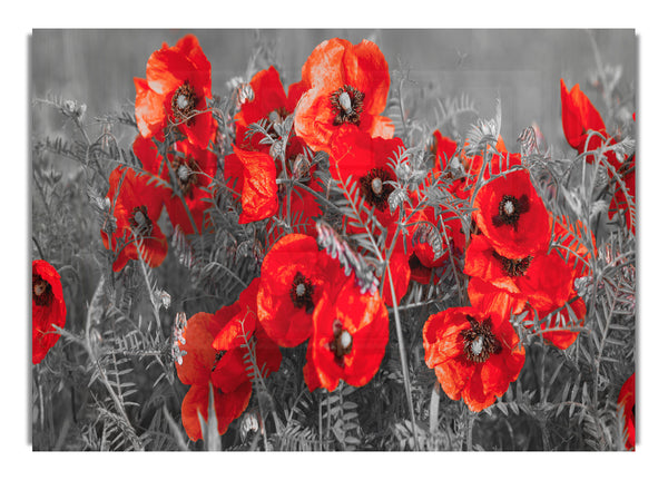 Red poppy closeup