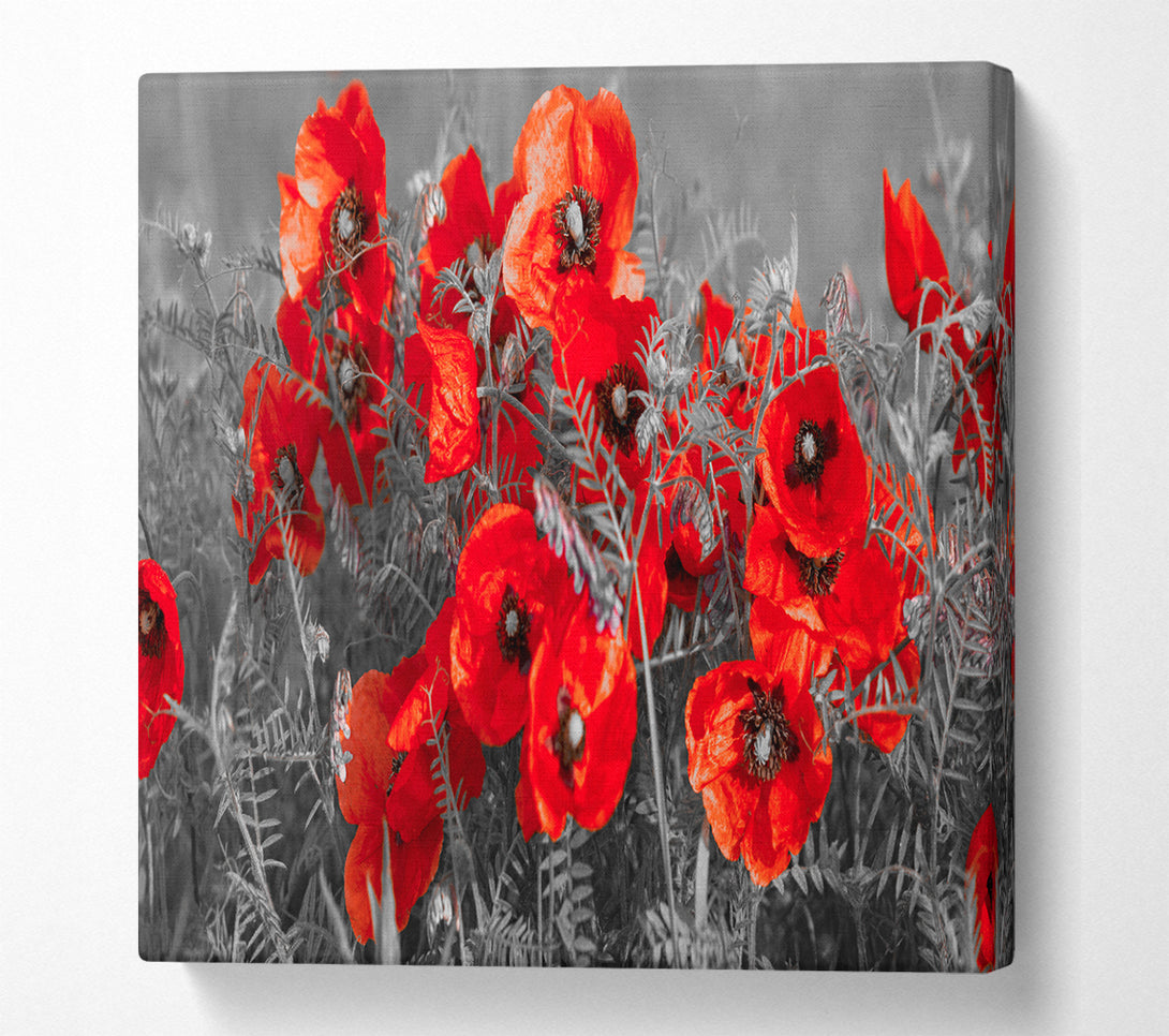 A Square Canvas Print Showing Red poppy closeup Square Wall Art