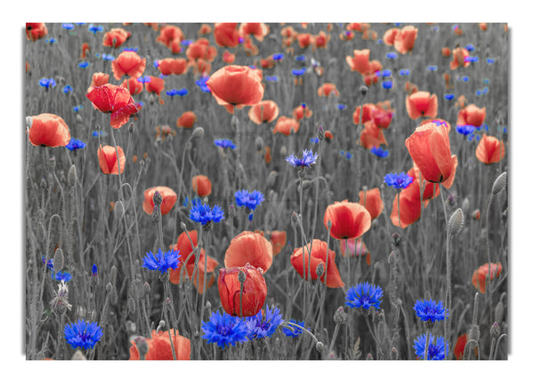 Red poppies blue field