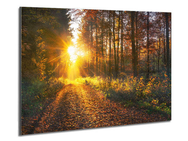 Woodland Walk In the Autumn