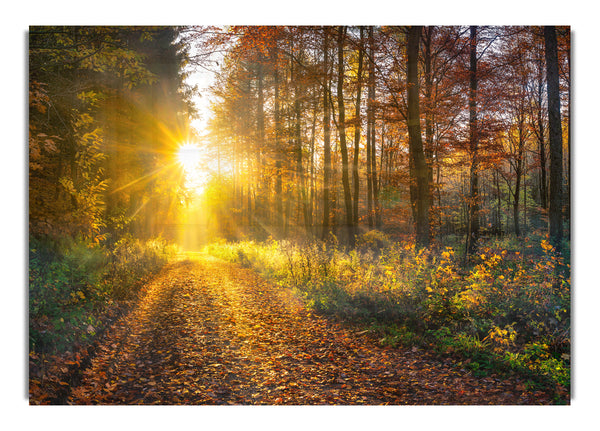 Woodland Walk In the Autumn