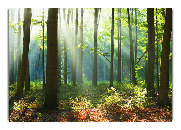 Woodland Blues and greens