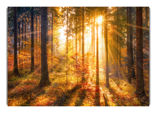 Autumn Sunray Through the forest