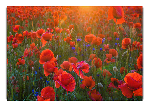 Red Poppies sun ray