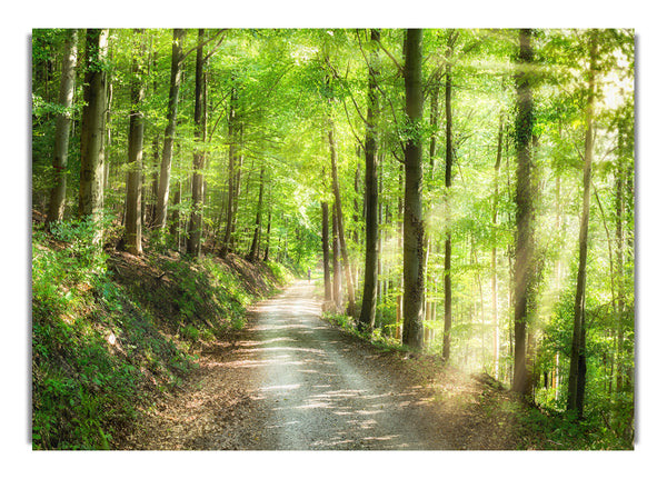 Green Forest Walkway trail