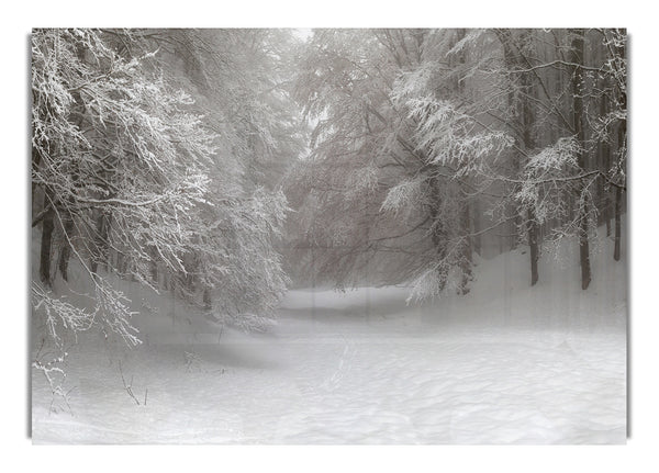 Grey snow forest