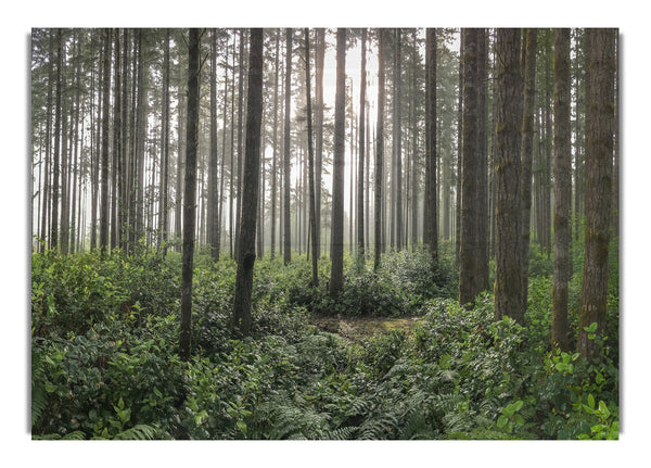 Tall trees in the old woodland