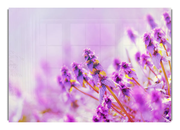 Lilac flowers in the mist