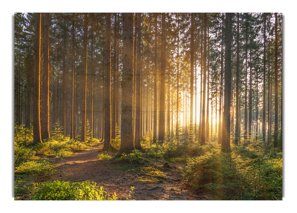 Sunset through the british trees