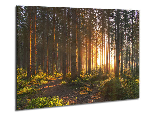 Sunset through the british trees