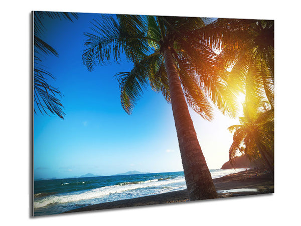 Palm tree close up on beach